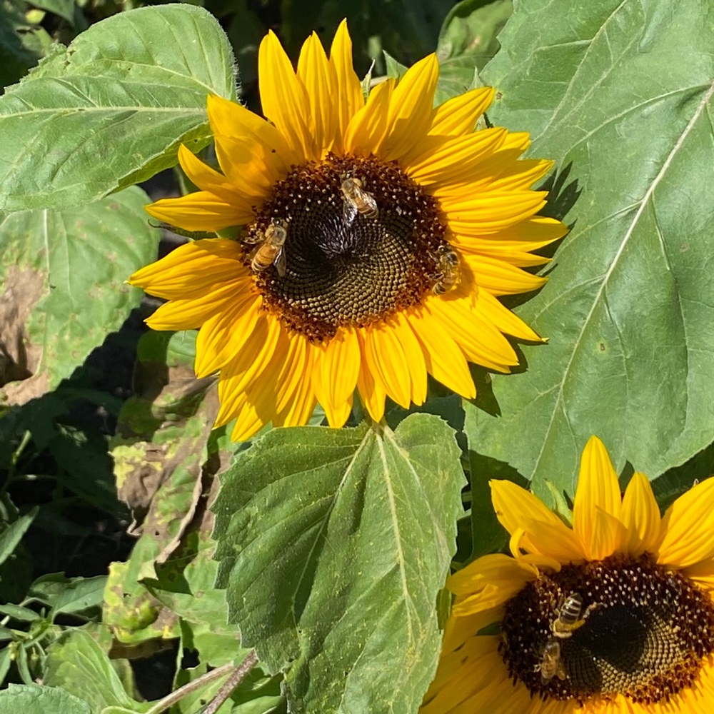 Meet your Posher, Tai